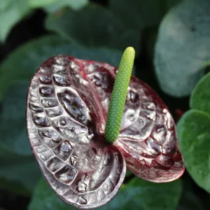 Anthurium - Black Queen 40-45cm