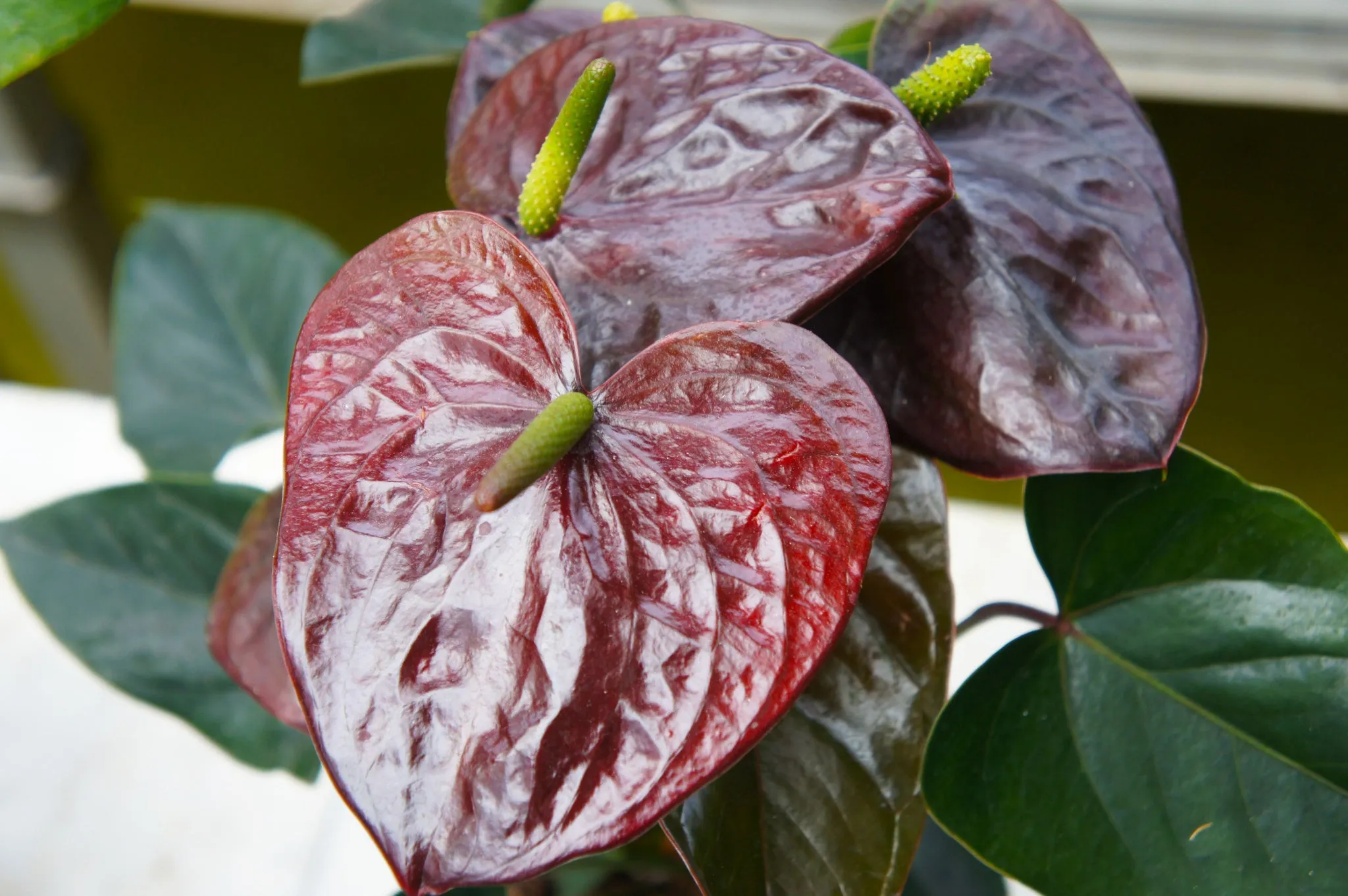 Anthurium - Black Queen 40-45cm