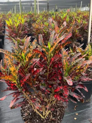 Croton  "Red Hot"