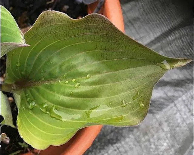 Hanjas Red Edge Hosta