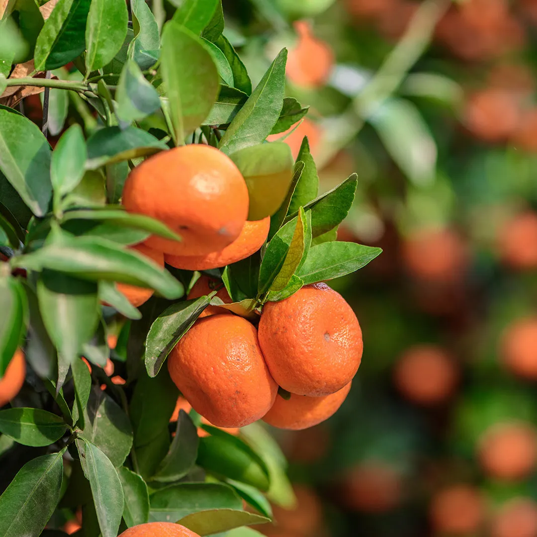 Mandarin (Red) Essential Oil