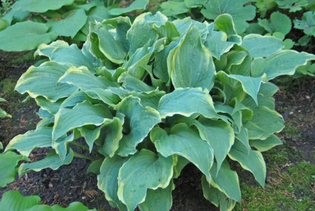 Party Trimmings Hosta