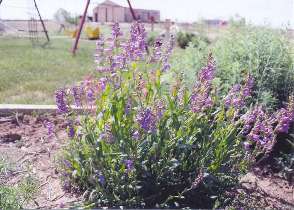 Penstemon strictus - Rocky Mountain Penstemon