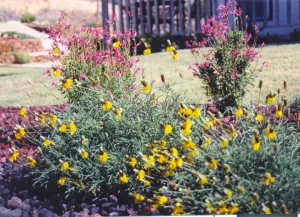 Ratibida columnaris - Mexican Hat Yellow