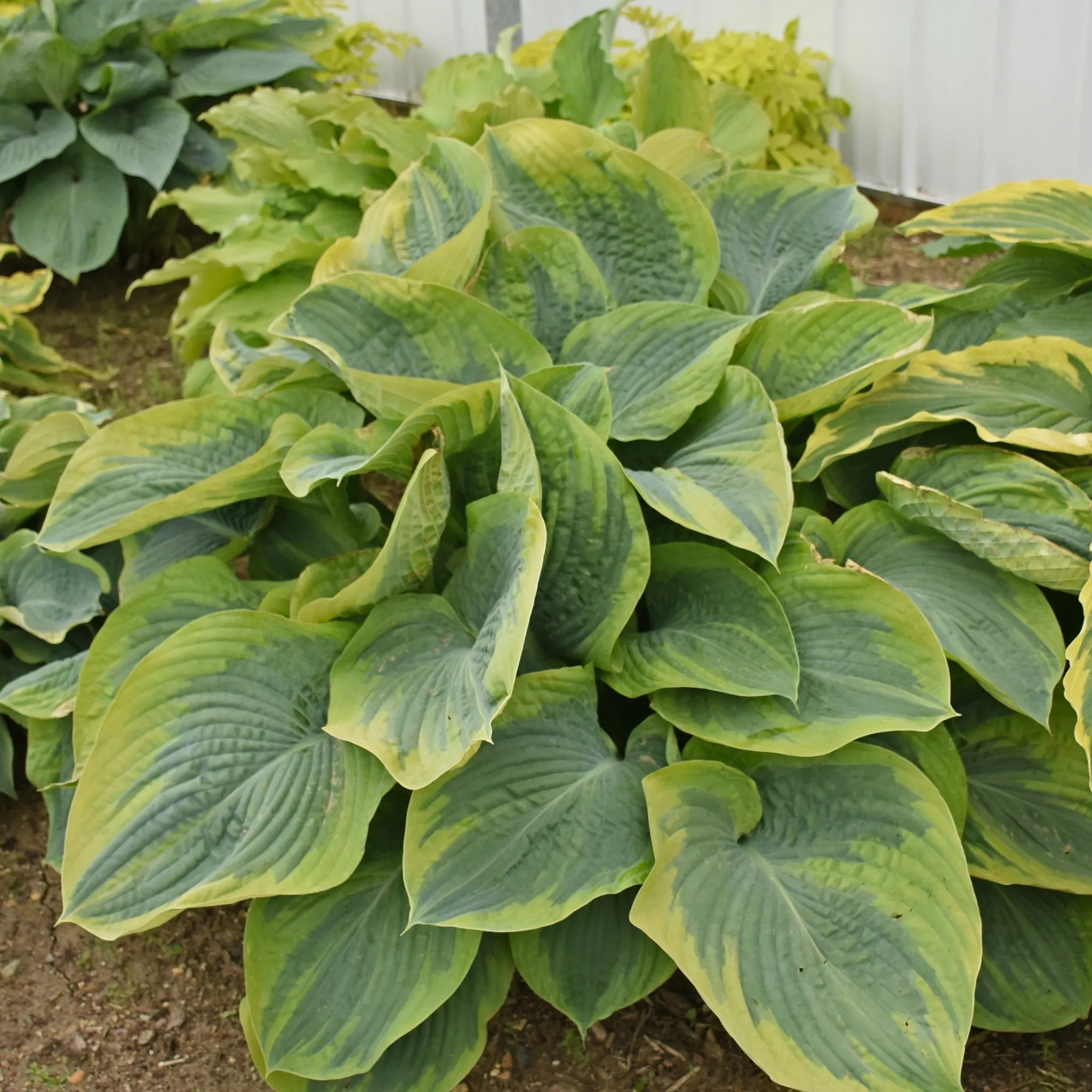 Terms of Endearment PP34806 Hosta