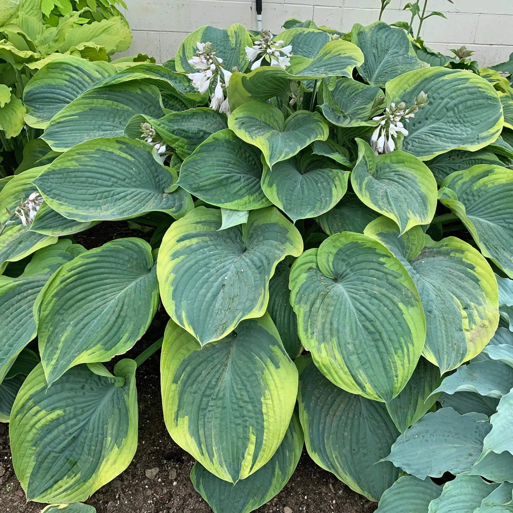 Terms of Endearment PP34806 Hosta