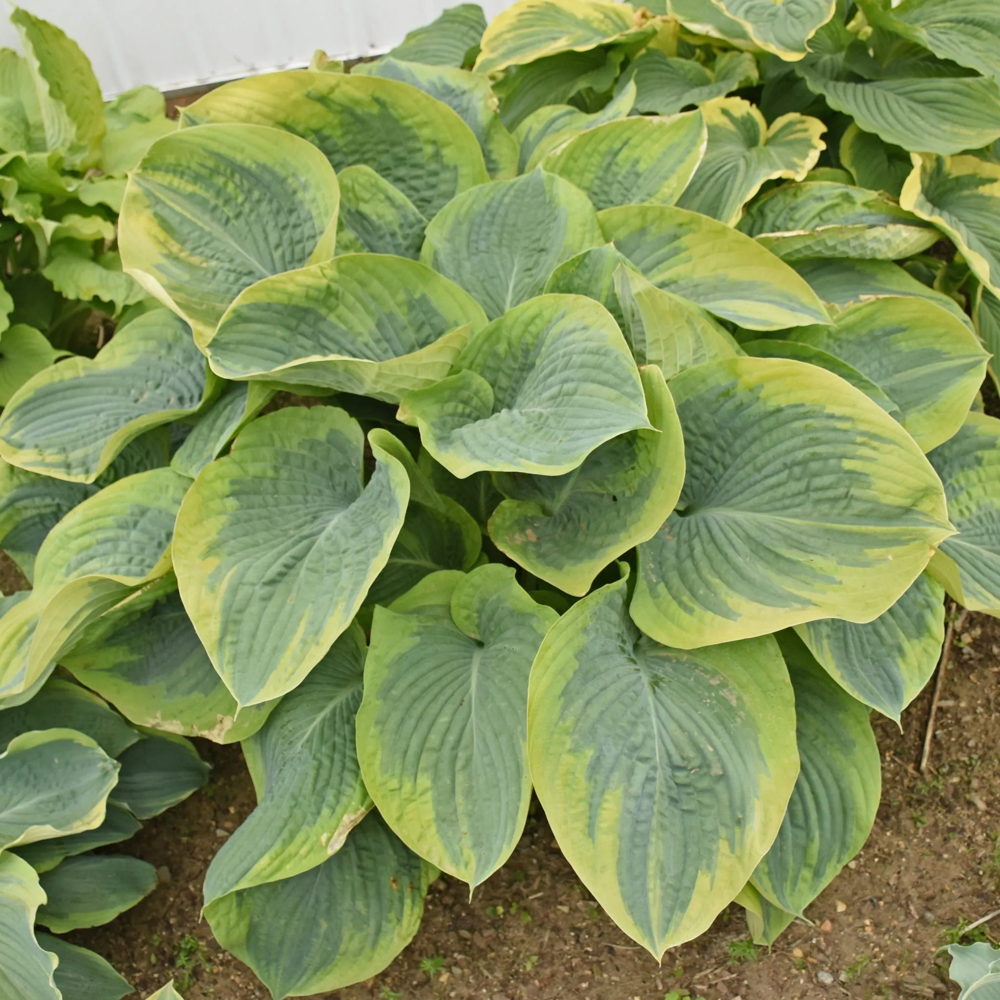 Terms of Endearment PP34806 Hosta